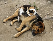 Dog and cat taking a nap together