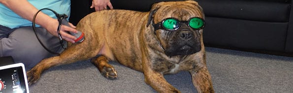 Laser therapy treatment on a dog in Edmond, OK