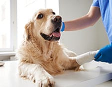 Dog being pet by the veterinarian