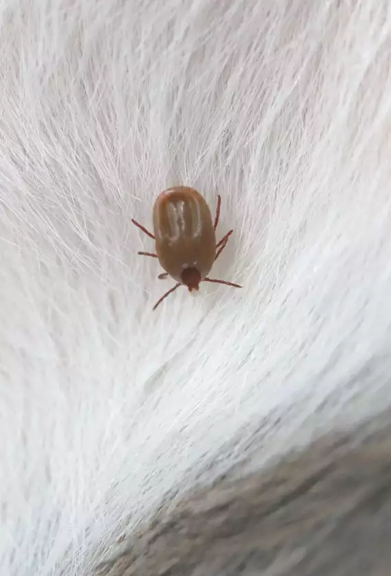 Tick Prevention for Dogs in Edmond, OK: A Tick on a Pet's White Fur