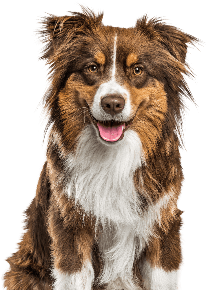 Australian Shepherd Dog Panting