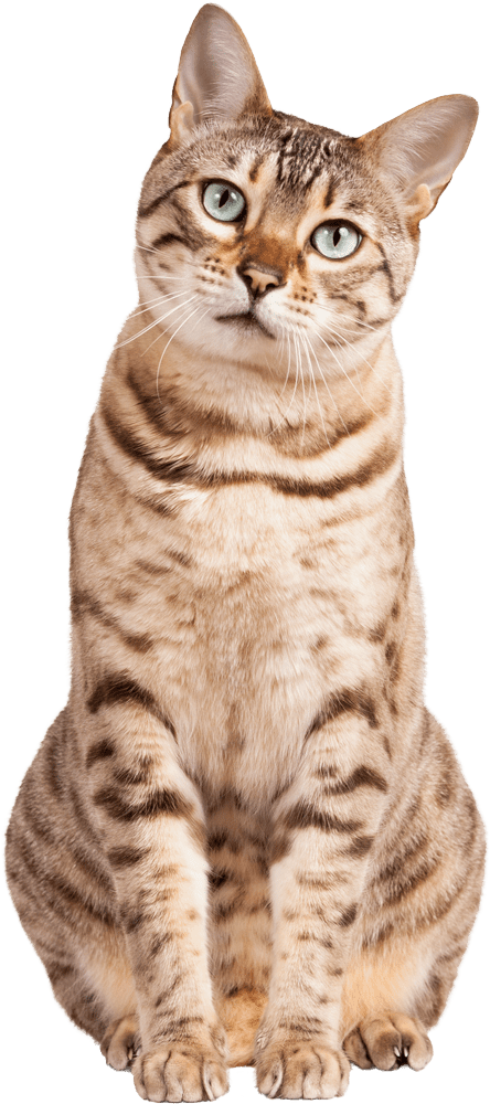 Bengal Kitten