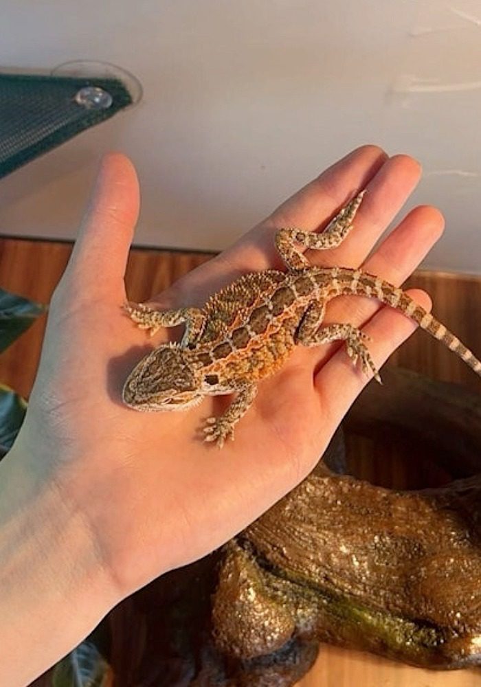 Mooshoo central bearded dragon