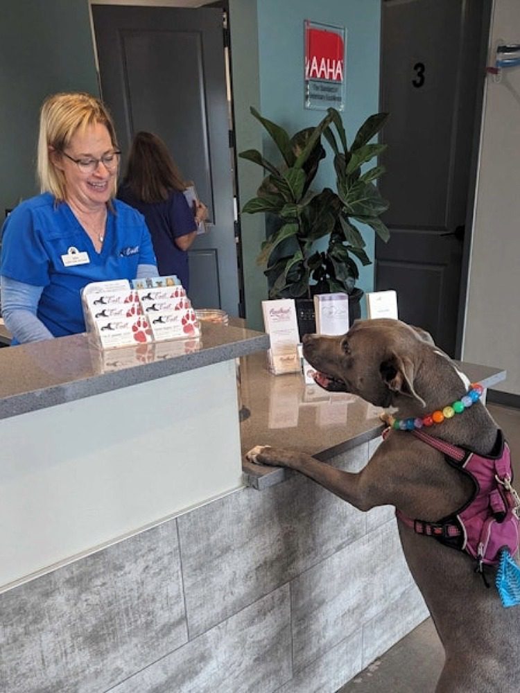 Reception Mako female standing at reception desk with, a large dog named Mako