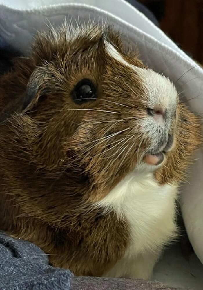 Riker - brown and white guinea pig