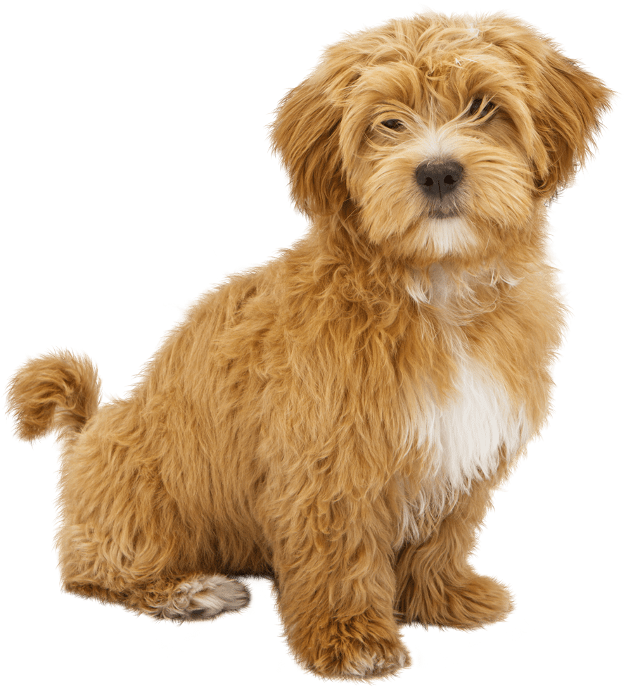 Small Golden Pup Small Golden Pup