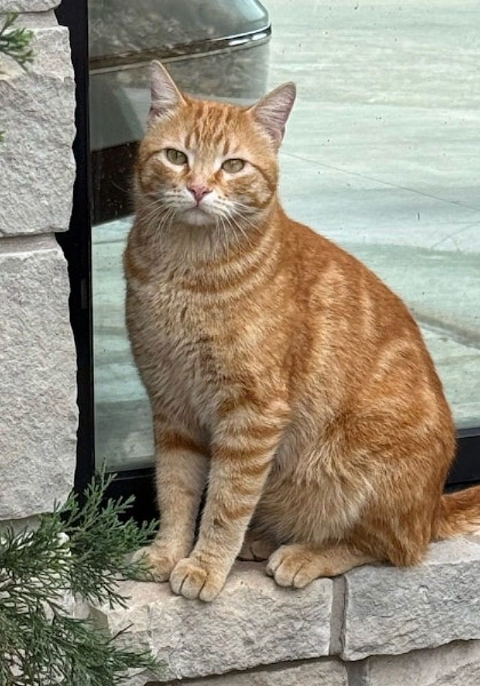 orange tabby cat named Carl