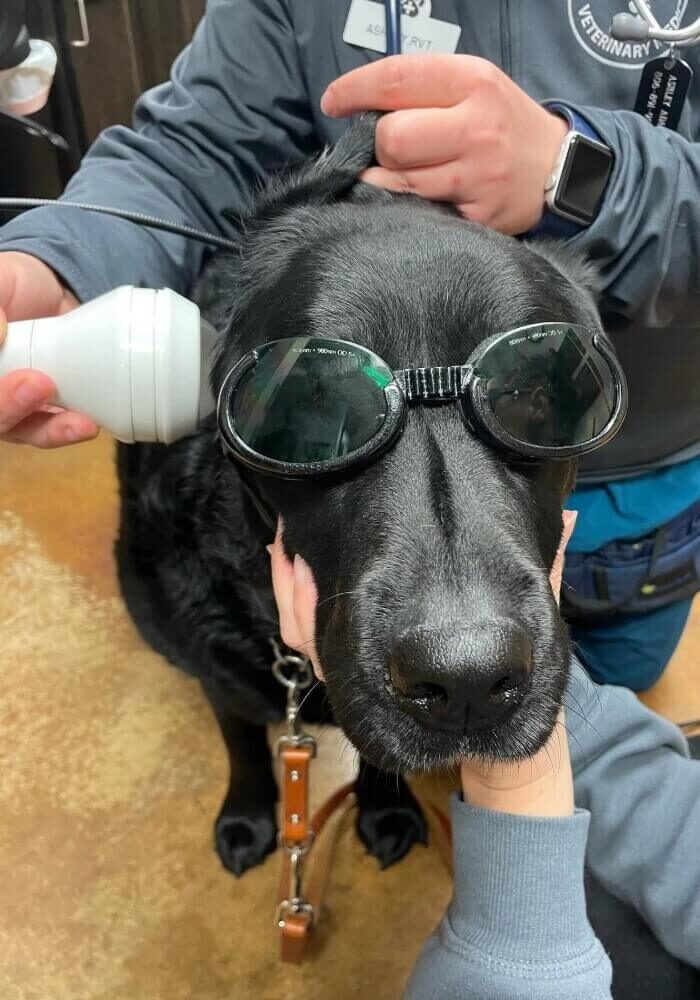 Black Labrador Retriever receiving Laser Therapy