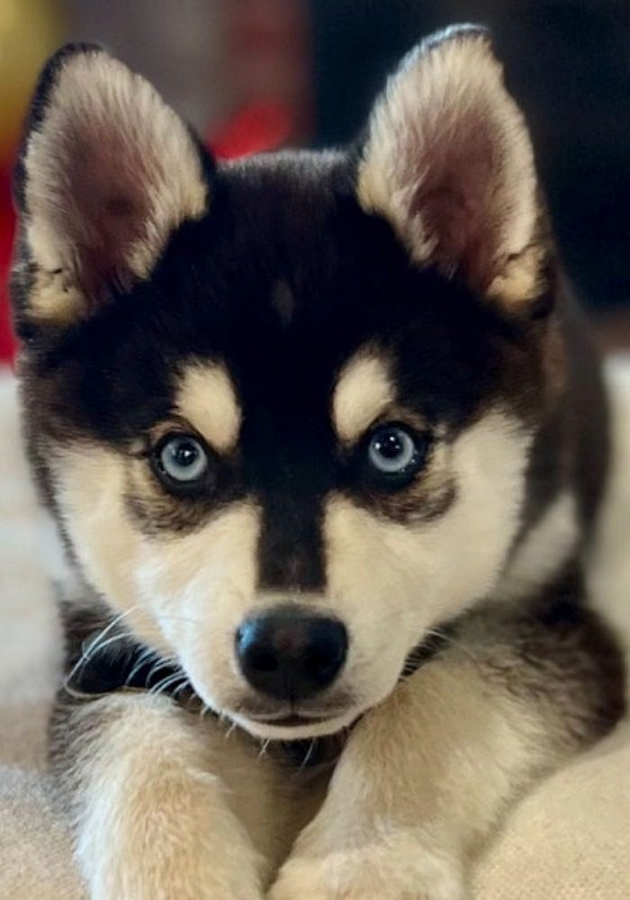 Alaskan Malamute named Meeko