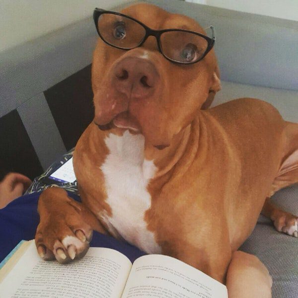 A large dog wearing eyeglasses and reading a book