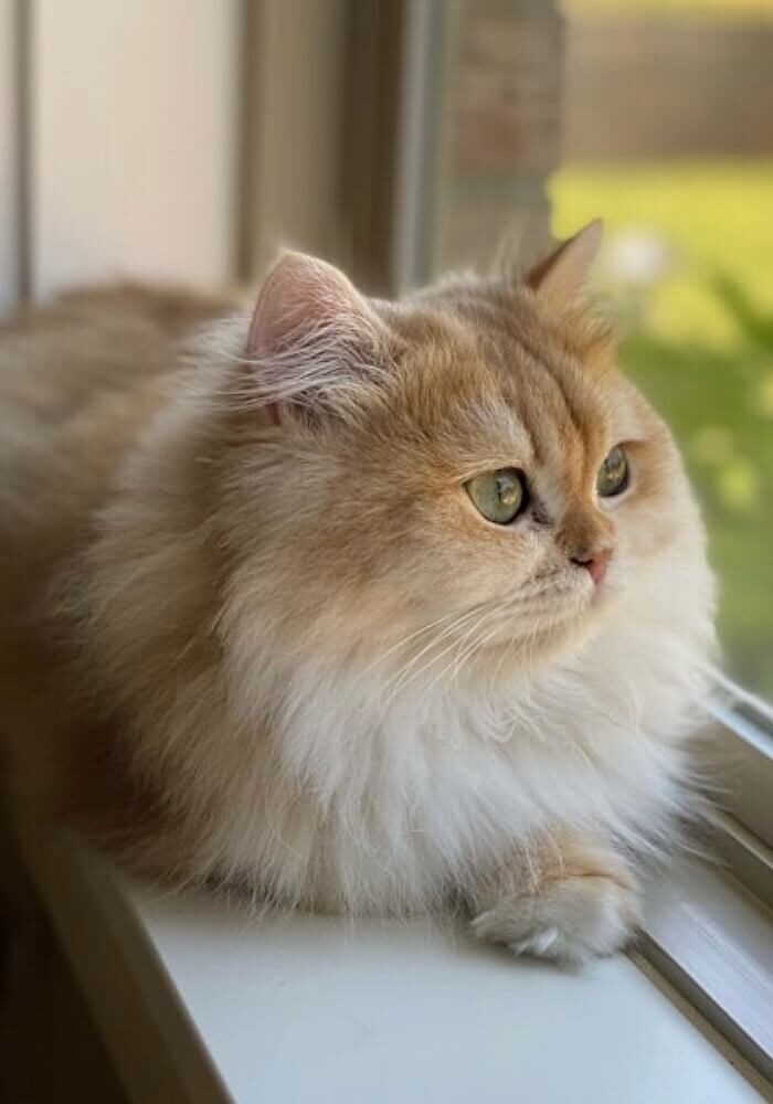 Pia Pia - Persian Long hair Cat