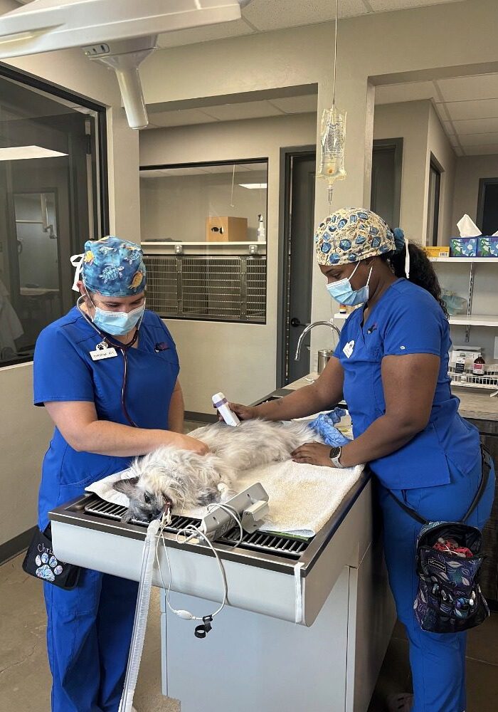 staff member performing tests on a pet