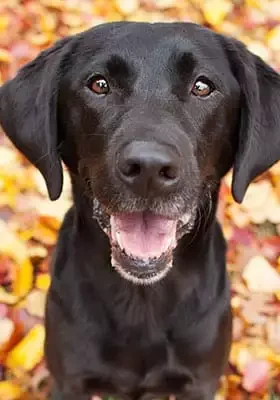 Black Lab In Leaves