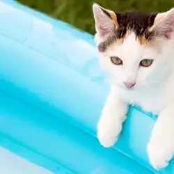 Cat By The Pool