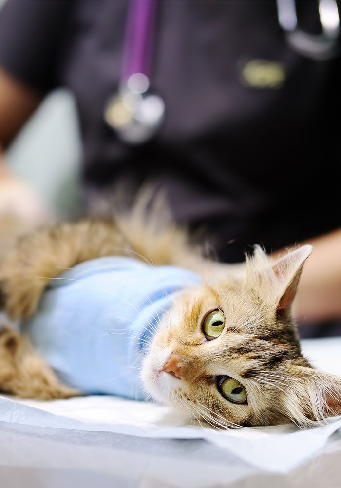 cat with yellow eyes and wearing a blue sweater