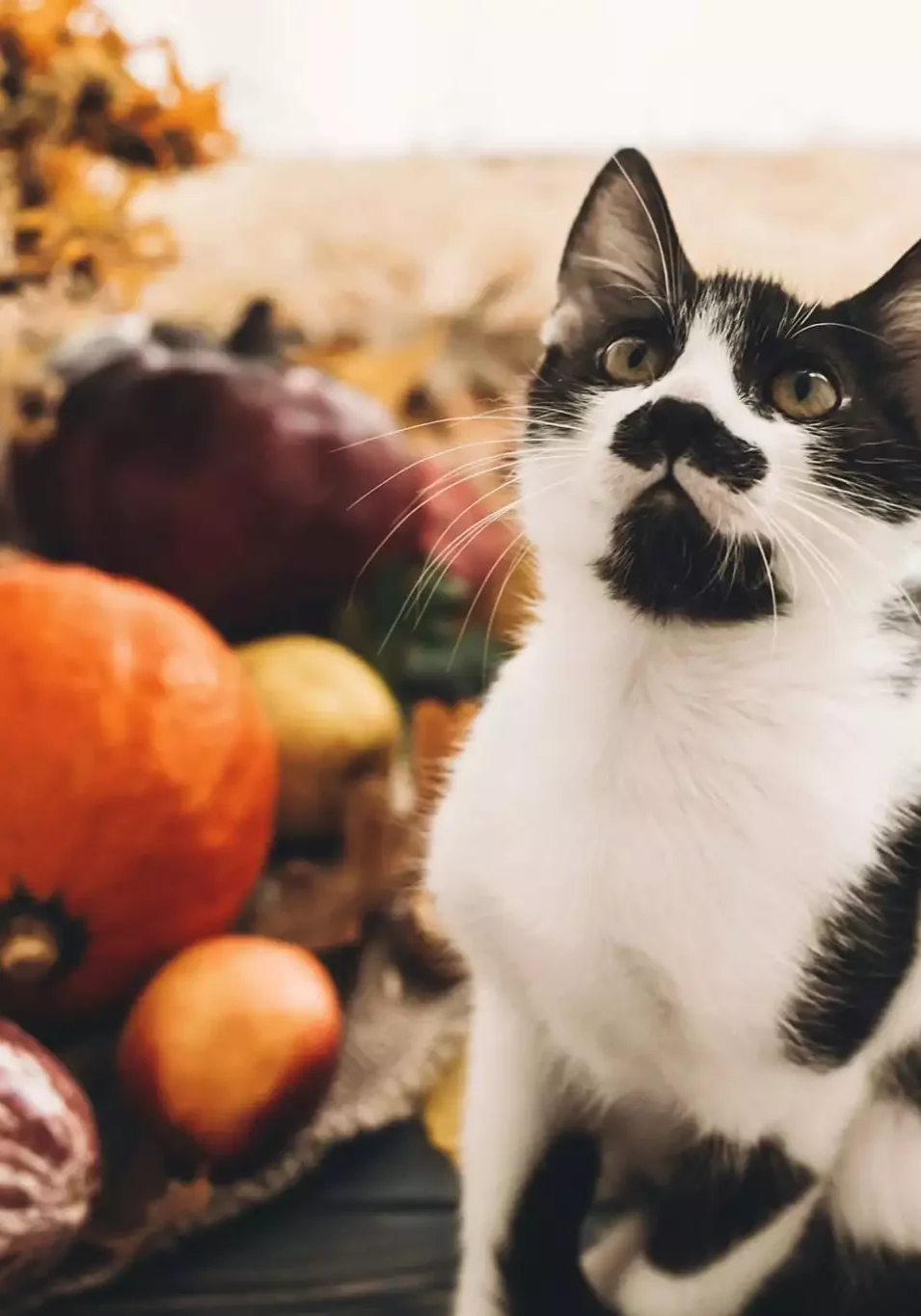 cat sitting on a deck with fall decorations in the back