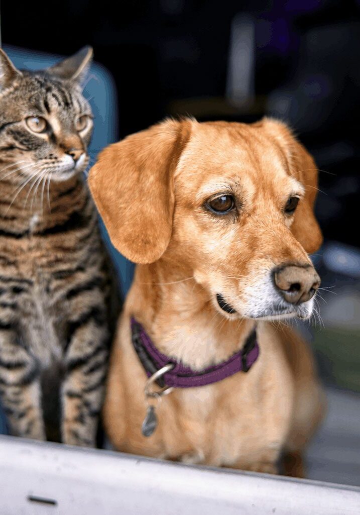 Dog And Cat Window