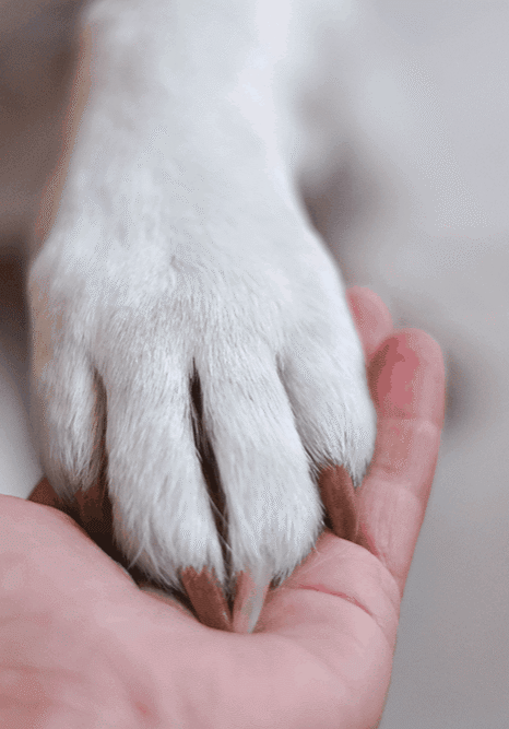 Dog And Paw