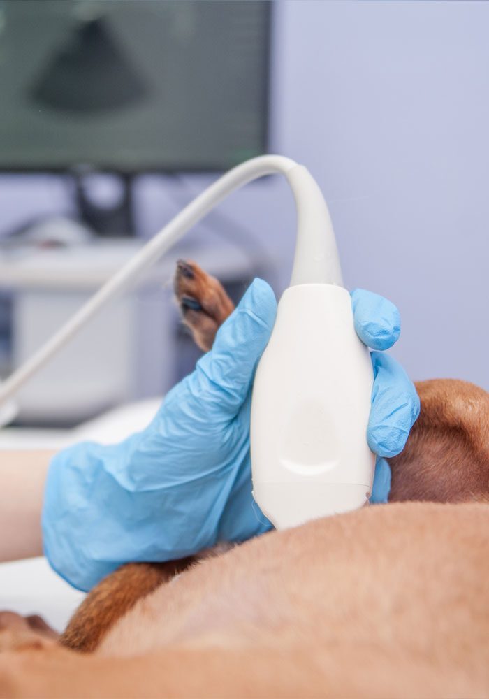 dog during an ultrasound