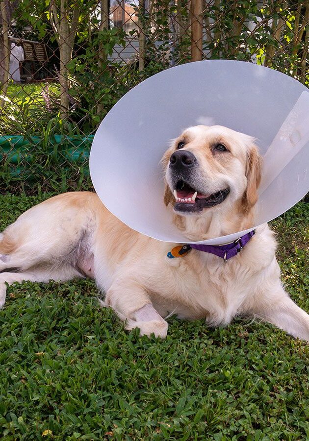 Dog In Grass Cone