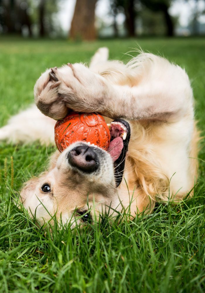 Dog Playing With Ball Dog Playing With Ball In The Grass