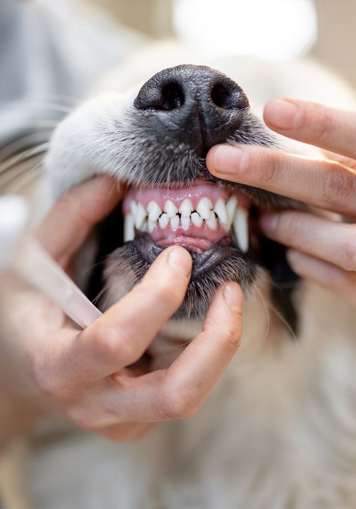 veterinarian looking at a dogs teeth