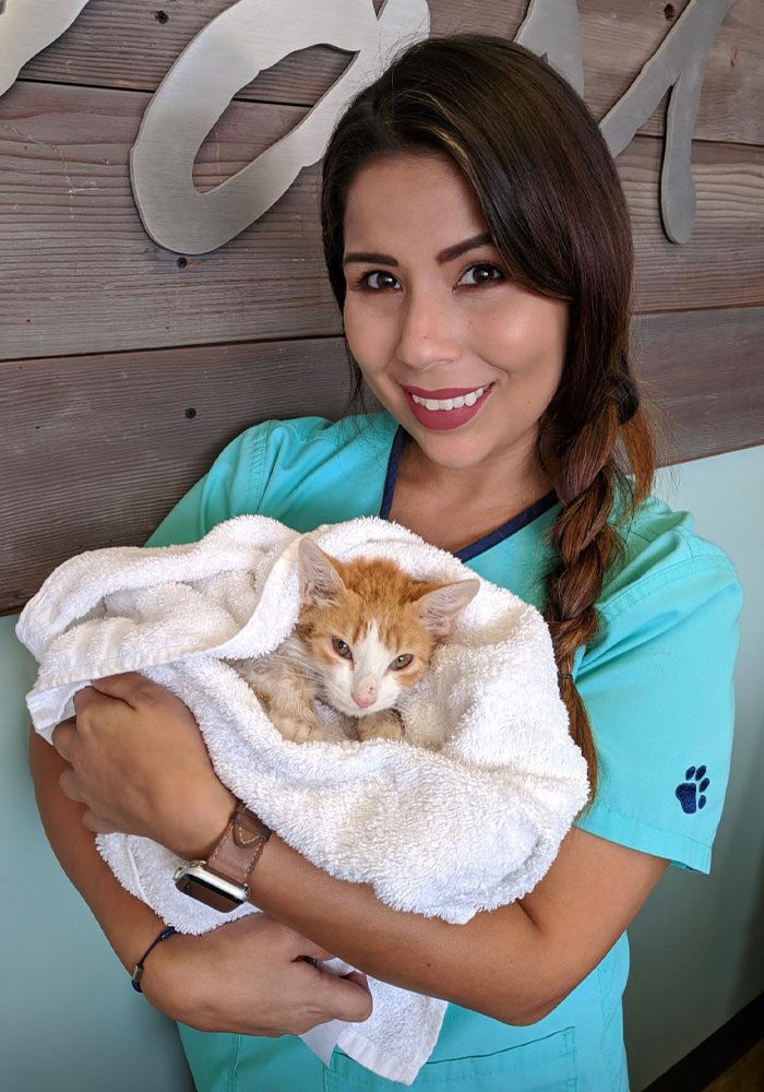female staff member smiling while holding orange kitten in towel female staff member smiling while holding orange kitten in towel
