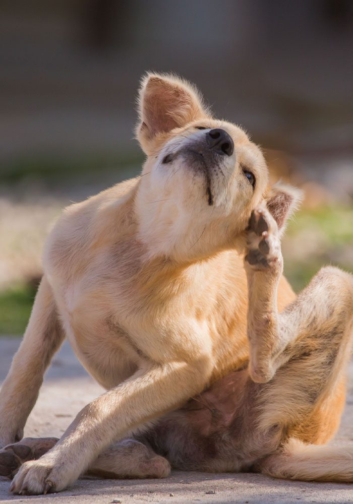 light brown dog scratching their left ear