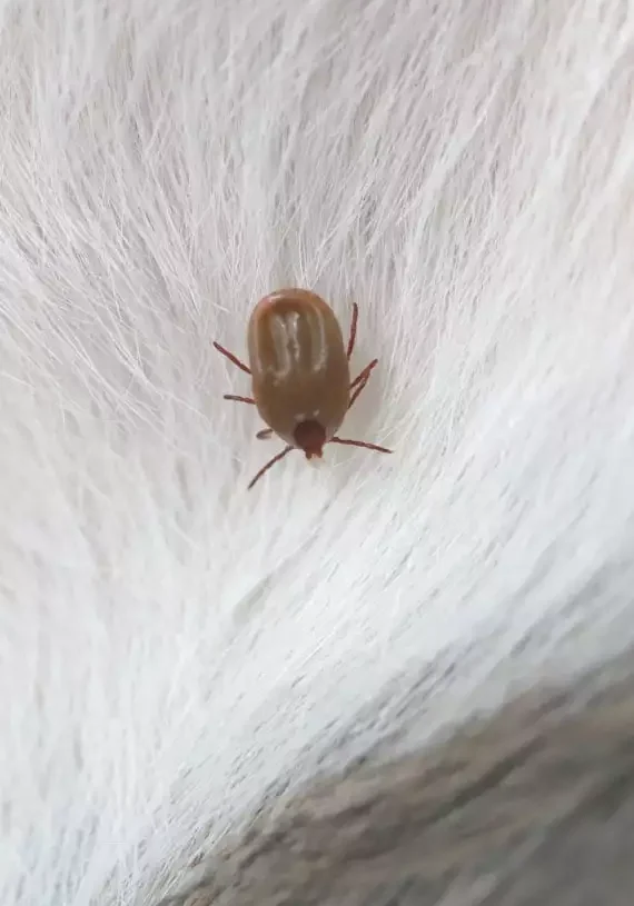 tick on a pet's white hair